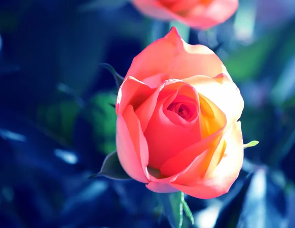 Flores Rosa Roja Luz Del Sol —  Fotos de Stock