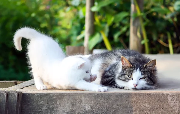 Bahçede Iki Sevimli Kedi Yavrusu — Stok fotoğraf