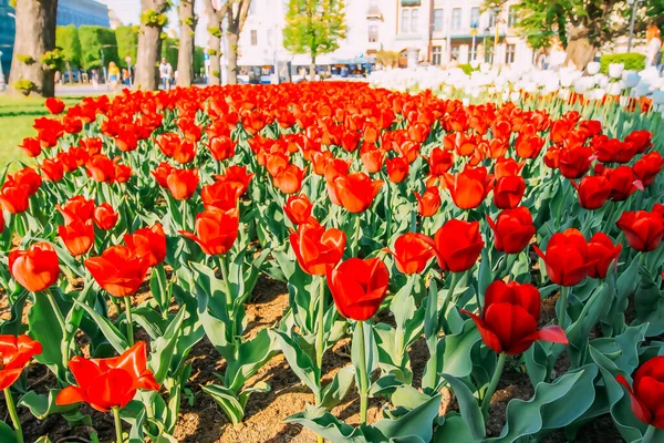 Frühlingsblumen Einem Öffentlichen Park Saisonale Blütezeit — Stockfoto