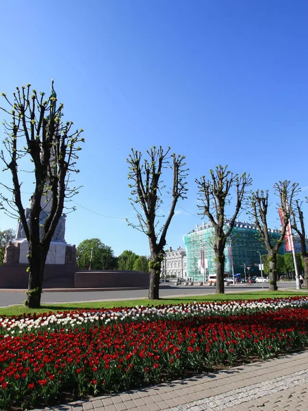 Halk parkında bahar çiçekleri. Mevsimlik çiçeklenme. 