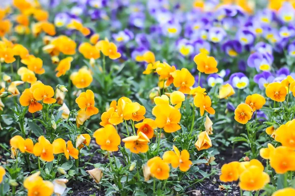 Stiefmütterchen Blüht Frühlingspark Saisonale Pflanzenblüte — Stockfoto