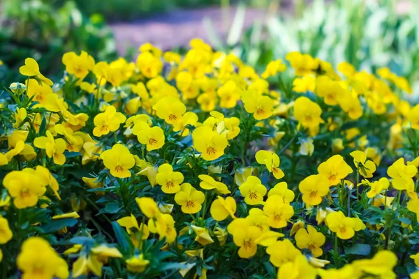 Buzi Virágok Spring Parkban Szezonális Növénytermesztés — Stock Fotó