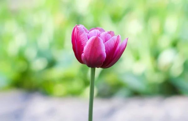 Pink Tulip Growing Spring Garden — Foto de Stock