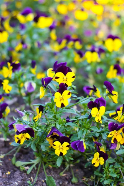 Fiori Ansy Parco Primavera Fioritura Stagionale Delle Piante — Foto Stock