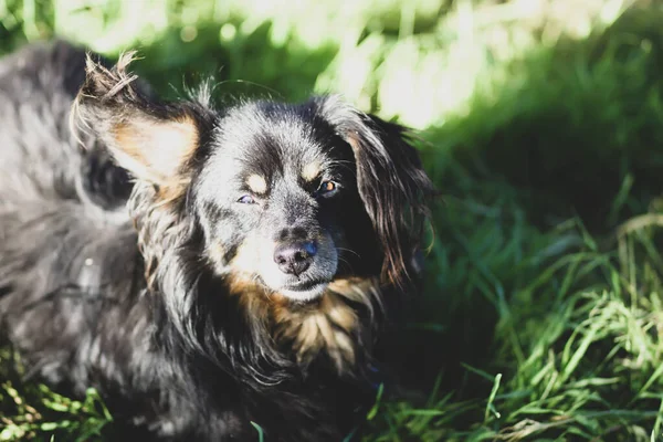 Portrait Cute Dog Grass — Stock Fotó