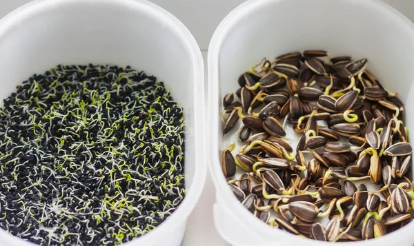 種子を水に浸した 家庭やマイクログリーン栽培で発芽のための種子の準備 ビーガン生食 健康的な食事 — ストック写真