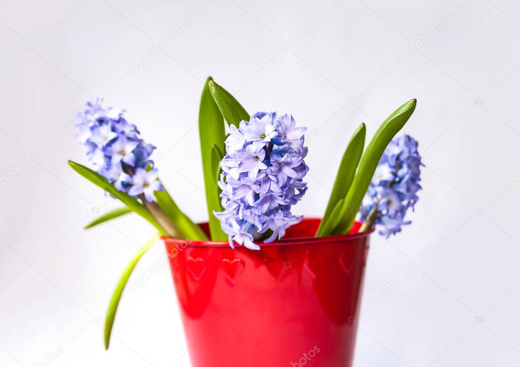 Hyacinth flowers grow in a flower pot. Spring home decor. 