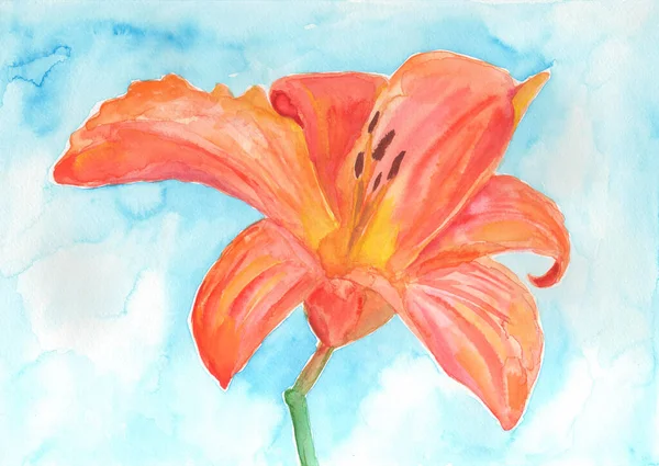 Hand painted orange lily flower. Artistic painting.