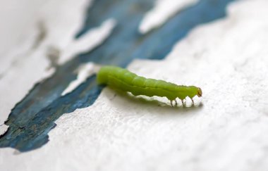 Tahta döküntü tahtada sürünen küçük yeşil tırtıl