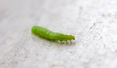 Tahta döküntü tahtada sürünen küçük yeşil tırtıl