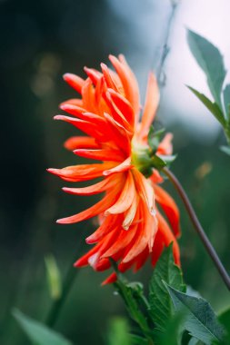 Dahlia güzel çiçek yakından, kırmızı yıldız çiçeği, makro bitki