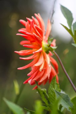 Dahlia güzel çiçek yakından, kırmızı yıldız çiçeği, makro bitki