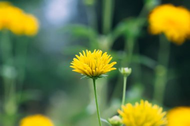 Rudbeckia laciniata altın top sarı süs bahçesi çiçekleri