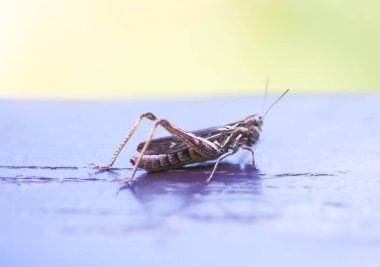 Ahşap yüzeyde çayır çekirgesi. Yaklaş.
