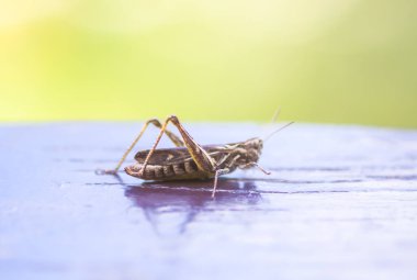 Ahşap yüzeyde çayır çekirgesi. Yaklaş.
