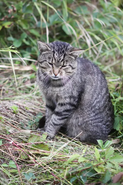 Lazy Adult Sleepy Cat Outdoors — Fotografia de Stock