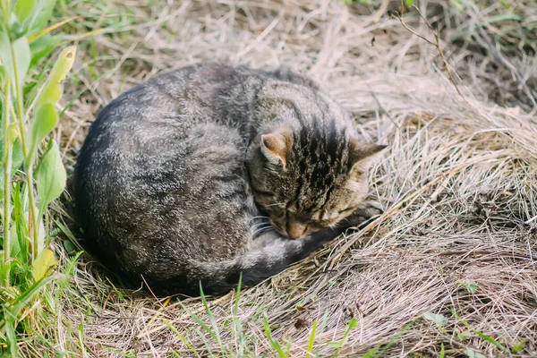 Lazy Adult Sleepy Cat Outdoors — Fotografia de Stock