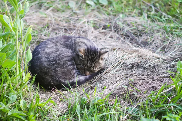 Tembel, uykulu bir kedi.