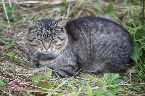 Lazy Adult Sleepy Cat Outdoors — Stockfoto