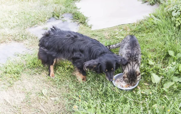Friendly cat and dog eating together from one bowl outdoors.