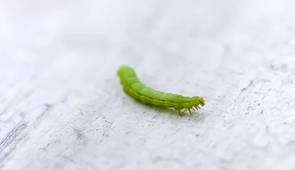 Tiny Green Caterpillar Crawling Wooden Shabby Board — Zdjęcie stockowe
