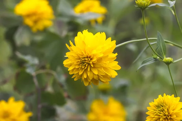 Rudbeckia Laciniata Золотой Шар Желтый Декоративный Сад Цветы — стоковое фото