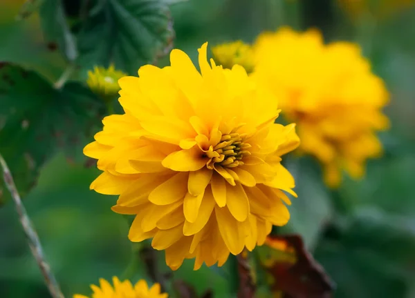 Rudbeckia Laciniata Χρυσή Μπάλα Κίτρινα Διακοσμητικά Άνθη Κήπου — Φωτογραφία Αρχείου