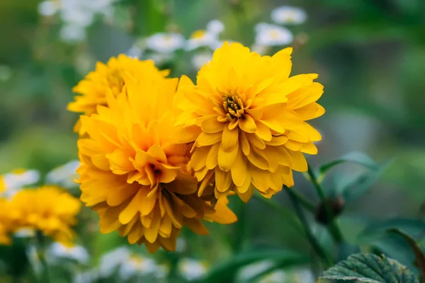 Rudbeckia Laciniata Bola Dourada Amarelo Flores Jardim Ornamental — Fotografia de Stock