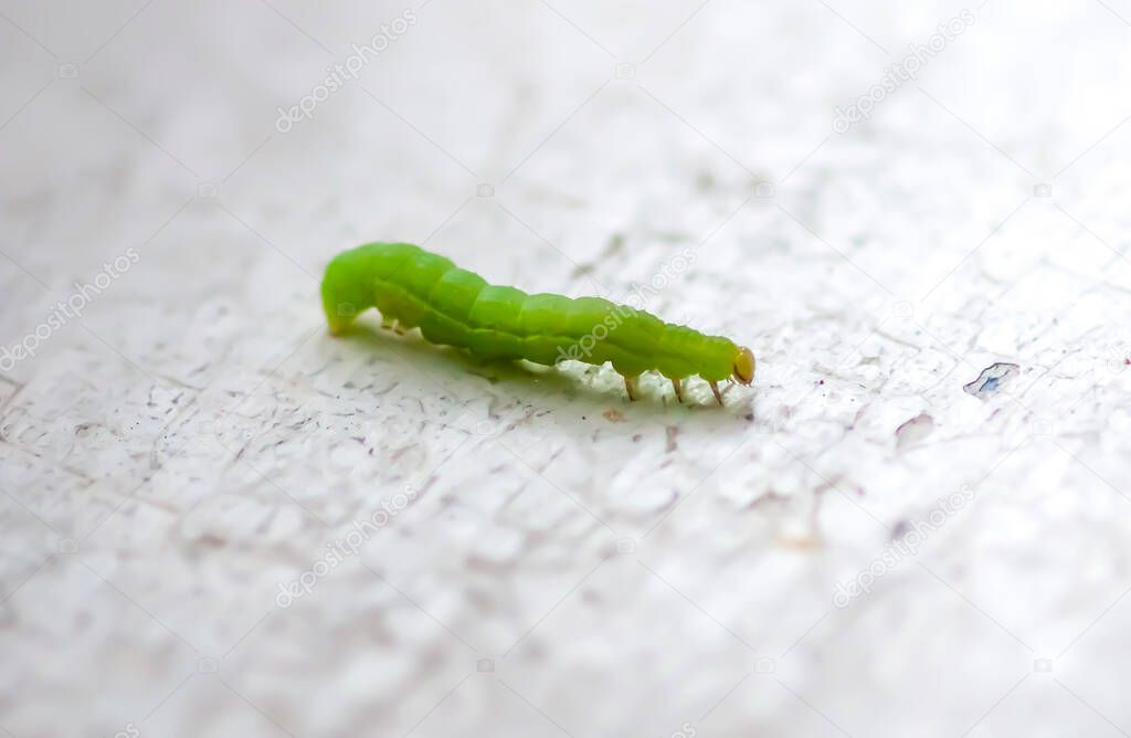 Tiny green caterpillar crawling on wooden shabby board