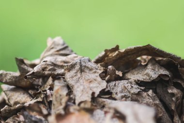 sonbahar yaprakları sonbaharda Park. 