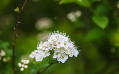 Beyaz sarmaşık çiçek açmış.. 