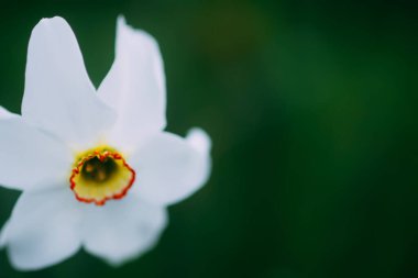Beyaz Narcissus çiçeği. Nergis bitkisini kapatın..