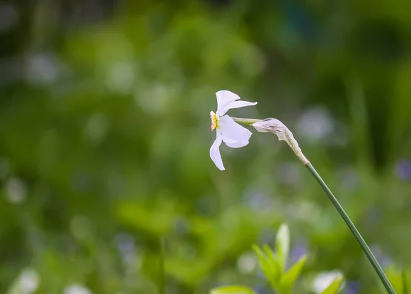 White Narcissus Flower Daffodil Plant Close — Fotografia de Stock