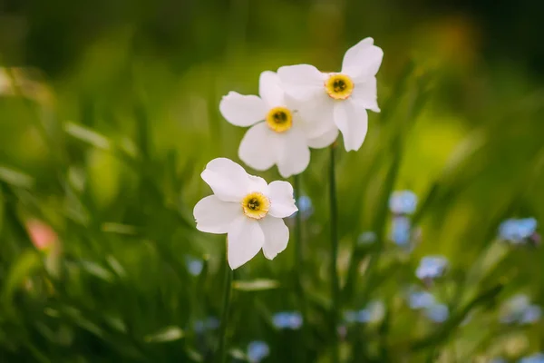 White Narcissus Flower Daffodil Plant Close — Zdjęcie stockowe