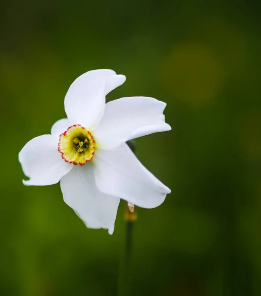 White Narcissus Flower Daffodil Plant Close — Stock Photo, Image