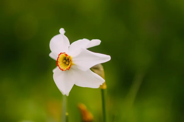 White Narcissus Flower Daffodil Plant Close — Stock Photo, Image
