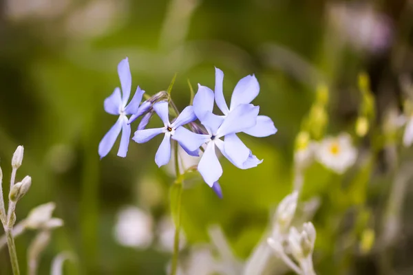 森の中の美しい花 — ストック写真