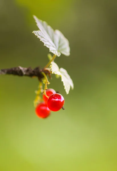 Rote Johannisbeeren Rote Reife Beeren Auf Einem Buschzweig — Stockfoto