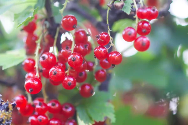 Rote Johannisbeeren Rote Reife Beeren Auf Einem Buschzweig — Stockfoto