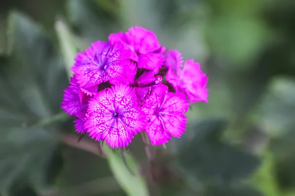 Türkische Nelkenblüte Aus Nächster Nähe — Stockfoto