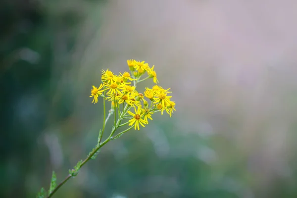 Verão Amarelo Flores Selvagens — Fotografia de Stock