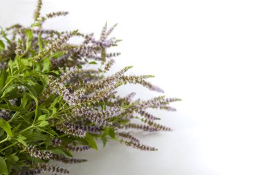 Bitki çayı için taze organik çiçek açan nane bitkileri. Tıbbi bitkiler..