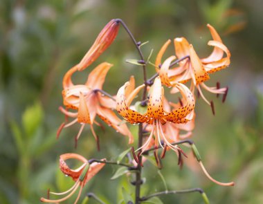 Pembe zambak iç tasarıma zarafet katıyor.