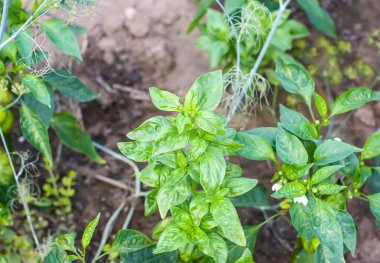 Taze yetişmiş organik fesleğen bitkileri. Yiyecek malzemeleri..
