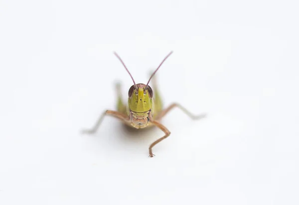 Insecte Sauterelle Sur Fond Blanc — Photo