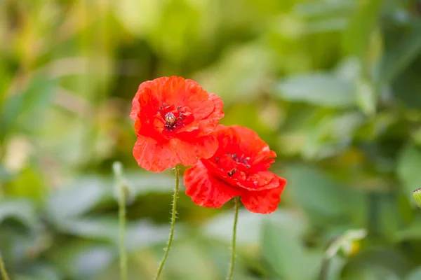 红色罂粟花 野花盛开在夏天的田野里 — 图库照片