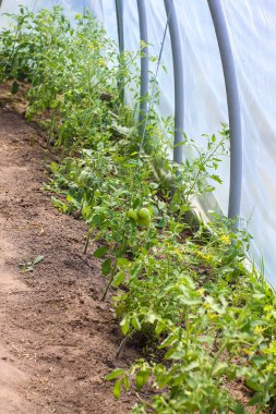 Serada yetişen organik domatesler. Taze sebzeler..
