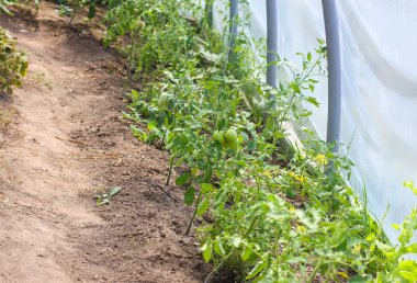 Serada yetişen organik domatesler. Taze sebzeler..