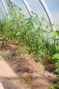 Serada yetişen organik domatesler. Taze sebzeler..