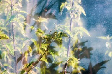 Vahşi ısırgan otu saplı bulanık bir arka plan. Serada büyüyen yabani otlar.